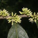 Casearia arguta Flower