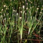 Isolepis fluitans Характер