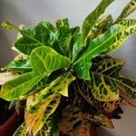 Codiaeum variegatum برگ