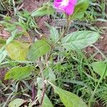 Oenothera rosea Habit