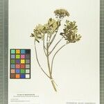 Helichrysum camusianum Other