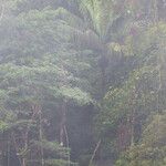 Oenocarpus bataua Vekstform