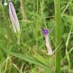 Campanula rapunculus বাকল