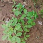 Cleome rutidosperma Hoja