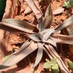 Agave palmeri Ліст