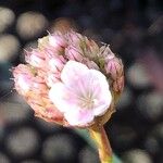 Armeria pseudarmeria Flower