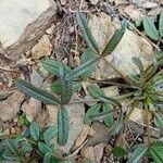 Cleome violacea Leaf