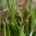 Coleanthus subtilis Fruit