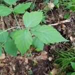 Rubus adscitus Folha