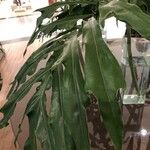 Philodendron sphalerum Levél