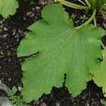 Cucurbita pepo Leaf