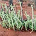 Tylecodon paniculatus Bark