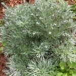 Artemisia schmidtiana Blatt