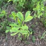 Medicago sativaList