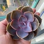 Echeveria gibbifloraLapas