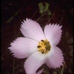 Linanthus dianthiflorus Flor