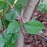 Crataegus crus-galli Bark