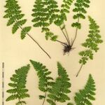 Asplenium obovatum अन्य