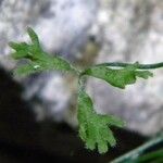 Asplenium seelosii Лист