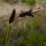 Carex frigida Fula