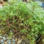 Argyranthemum frutescensCelota