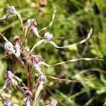 Himantoglossum adriaticum Flower