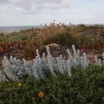 Achillea maritima Liść