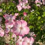 Rosa pendulina Fleur