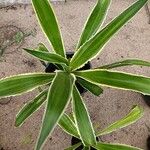 Furcraea selloana Fulla