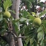 Artocarpus altilis Fruit