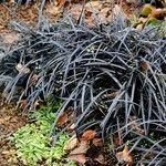 Ophiopogon planiscapus Ліст