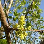 Morus alba Blüte