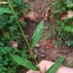 Leersia virginica Blatt