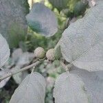 Ficus hispida Folha