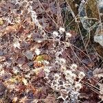 Carlina vulgaris 形態