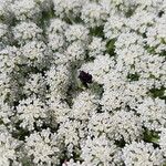 Daucus muricatus Цветок