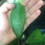 Abuta grandifolia Frunză