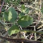 Macroptilium atropurpureum Leaf