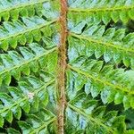 Polystichum polyblepharum Hoja
