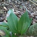 Cinnamomum burmanni Blad