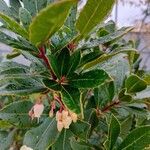 Arbutus andrachne पत्ता