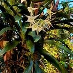Angraecum sesquipedale Flower