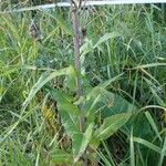 Cirsium heterophyllum موطن