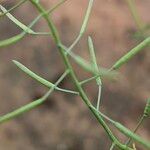 Arabidopsis thaliana Hedelmä