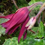 Podophyllum versipelle