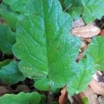 Salvia lyrata Leaf