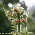 Scrophularia grandiflora Máis