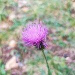 Cirsium filipendulum Žiedas