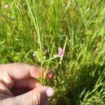 Lathyrus nissolia Blüte