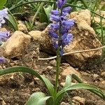 Hyacinthella nervosa Квітка